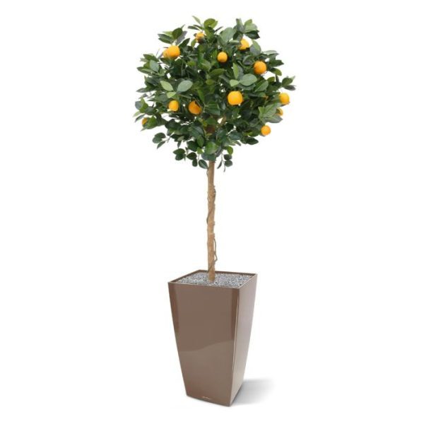 heeft een breedte van ongeveer 65 cm en is gebouwd op een natuurlijke houten stam.   Standaard wordt de natuurgetrouwe sinaasappelboom in een plastic pot geleverd.