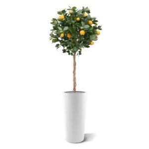 De sinaasappels in deze kunstboom zou je bijna willen opeten!  De vernieuwde Sinaasappelboom op stam heeft een mooie bladprint en ziet er daardoor nog echter uit. De boom is geschikt om een thema presentatie mee te maken