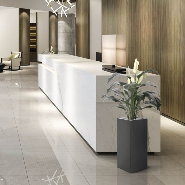 Spathiphyllum Deluxe 80cm 10