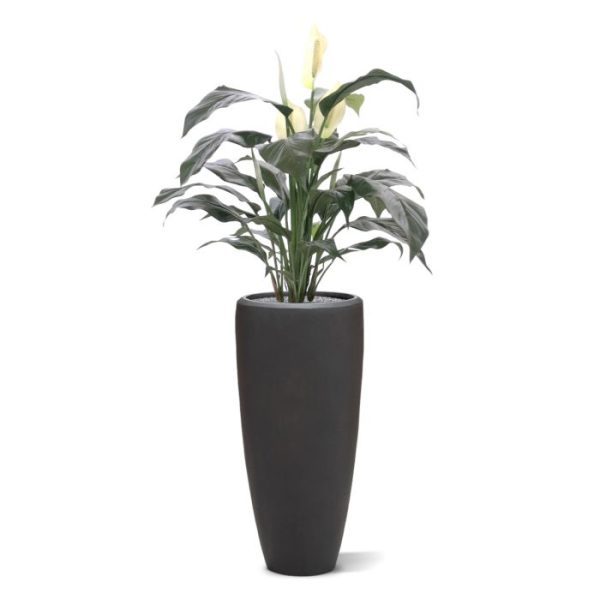 Deze goed gevulde kunstzijden Spathiphyllum is een lust voor het oog. Opgebouwd met luxe bloemen van speciaal latex materiaal (zodat de bloemen ook echt aanvoelen) en bladeren komt de plant heel natuurlijk over en is zowel in woonruimtes als in kantoren perfect inzetbaar. De plant is circa 80 cm hoog en wordt in een plastic binnen pot geleverd. De plant is geschikt voor zowel lage potten (voor in de vensterbank of op een kantoorkast) als voor een hoge pot.