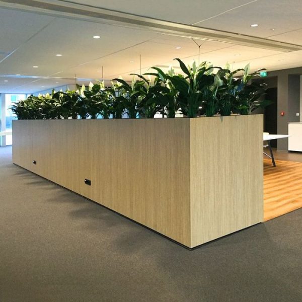 Spathiphyllum Deluxe 80cm 7