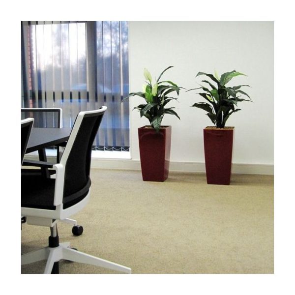 Spathiphyllum Deluxe 80cm 8