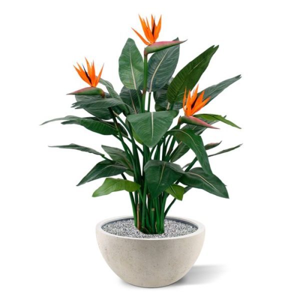 ook wel Paradijsvogel plant genoemd