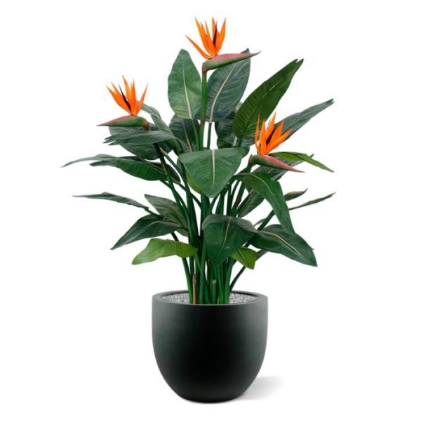 is een zeldzame tropische verrassing die wel heel goed is nagemaakt! De oranjekleurige bloemen zijn van bijzonder mooie kwaliteit en de bladprint zorgt voor een extra natuurlijke uitstraling. De Strelitzia kunstplant is ongeveer 115 cm hoog en wordt standaard in een plastic binnenpot geleverd. De Strelitzia is tevens leverbaar in de maat 150 cm.