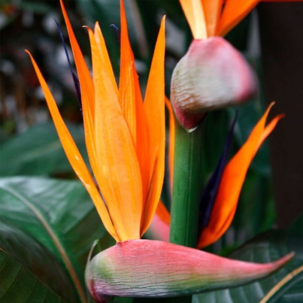 Strelitzia Kunstplant Deluxe 115 cm 4