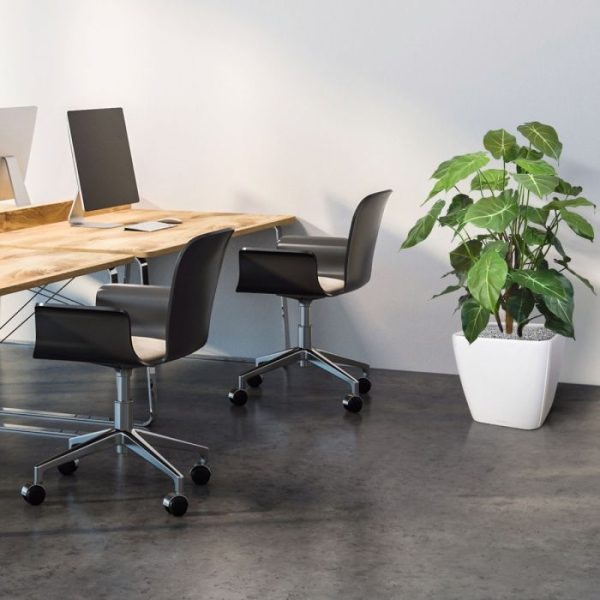 de vele realistische details en een goed gevuld uiterlijk is deze kunstplant nauwelijks van echt te onderscheiden. Deze kunstplant Syngonium boeket is 85 cm hoog en ongeveer 50 cm breed. De kunst Syngonium wordt standaard geleverd in een plastic binnenpot waarmee u de plant direct in de gewenste sierpot kunt plaatsen.