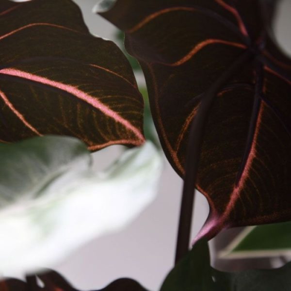 Syngonium-kunstplant-60-cm-4 zodat hij gemakkelijk in een sierpot te plaatsen is.