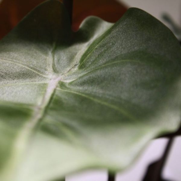 Syngonium-kunstplant-60-cm-5 Syngonium kunstplant 60 cm 5