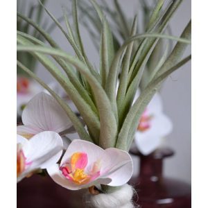 De Tillandsia steker 20 cm vindt zijn oorsprong in Zuid-Amerika en Mexico