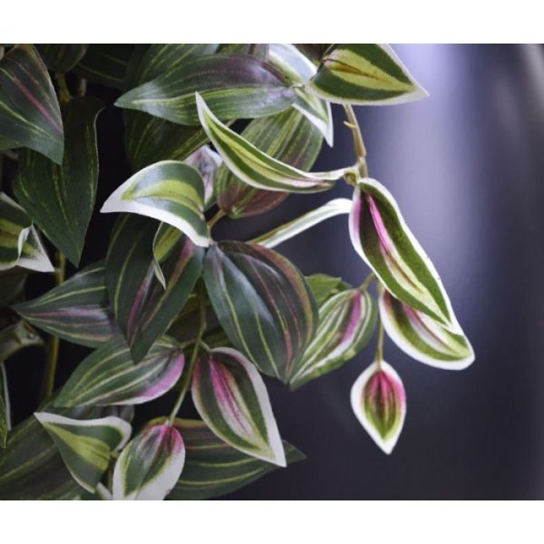 in Nederland ook wel genoemd de 'Vaderplant'