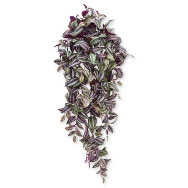 Tradescantia hangplant 100 cm paars 6