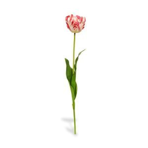 Uniek in het assortiment is deze van Gogh Tulp