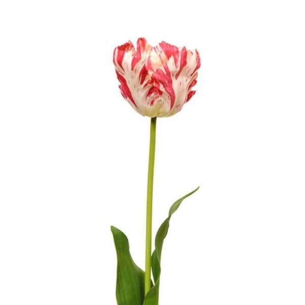 Van Gogh Tulp kunstbloem 70 cm rood wit 6