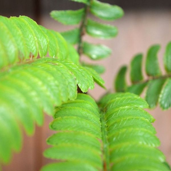 Varen kunsttak PL 50 cm 6