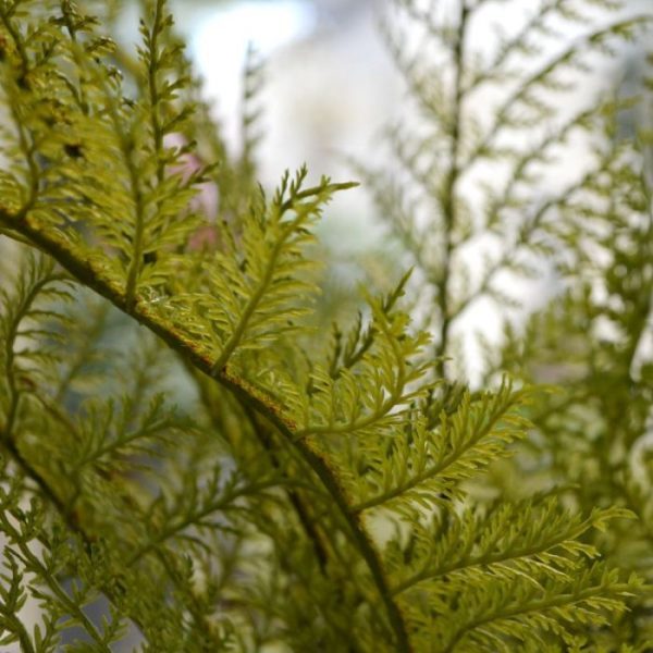 Varen-kunsttak-PL-x2-80-cm-3 Varen kunsttak PL x2 80 cm 3