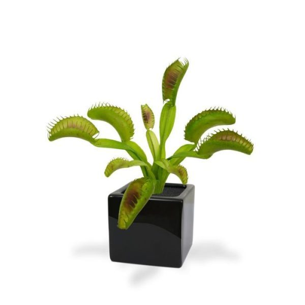 Kunstboeketten is met zijn uitgesproken voorkomen een leuk kunstplantje voor op tafel of in de vensterbank. Als enkel kunstplantje in een sierpotje of verwerkt in een arrangement