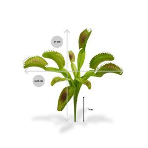 Dit Venusplant kunstboeket (Dionaea muscipula)
