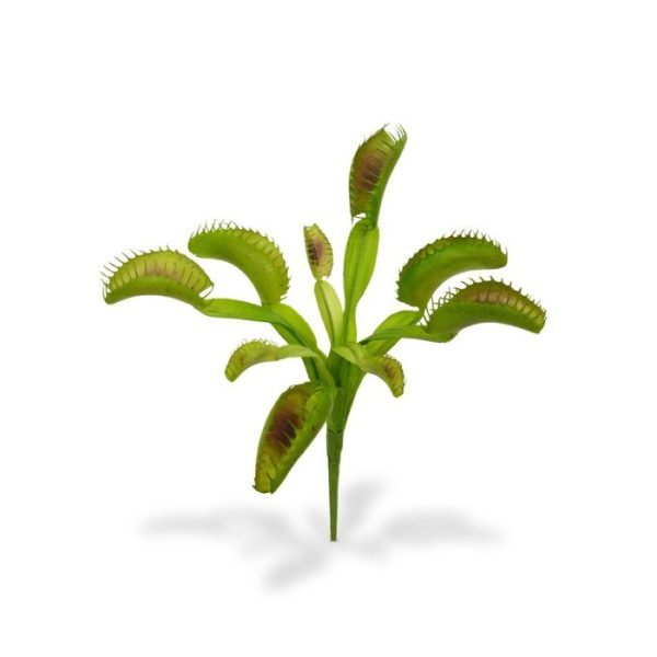 Venusplant-Boeket-20-cm-8 Venusplant Boeket 20 cm 8