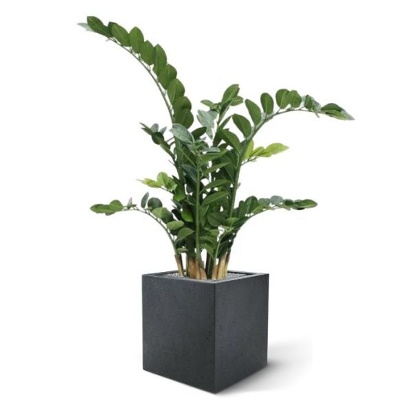 maar zeker ook op kantoor of in horeca aangelegenheden is de plant een perfecte decoratie. De Zamioculcas is ongeveer 100-110 cm hoog en is opgebouwd uit 11 verschillende bladtakken. Standaard wordt de plant geleverd in een plastic pot. Door de plant in een hoge sierpot te plaatsen zoals afgebeeld