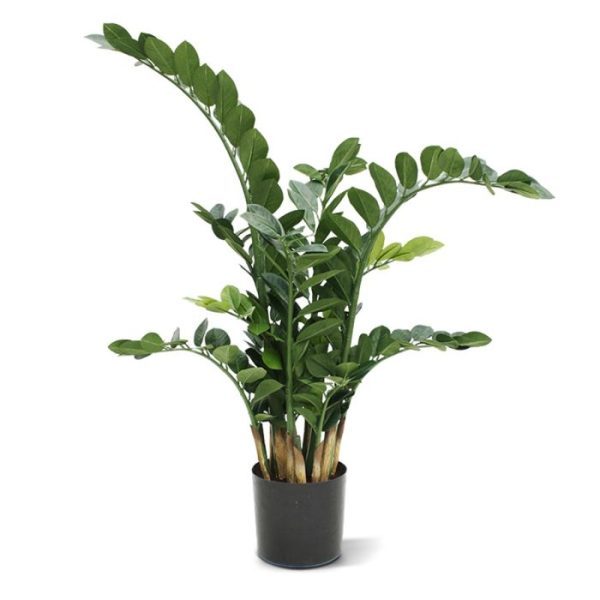 Zamioculcas 100 cm kunstplant 8