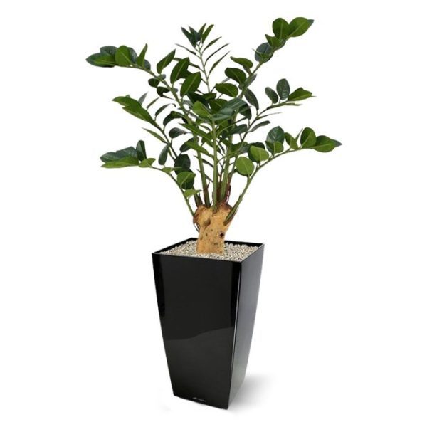 55 cm breed en opgebouwd uit een dikke natuurlijke houten stam met daarop 9 verschillende bladtakken. Door de plant in een lage