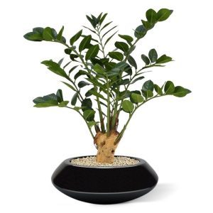Deze Zamioculcas 65 cm op voet kunstplant is door zijn natuurgetrouwe uitstraling op vele gebieden in te zetten en door zijn uitstraling zeer geschikt voor een mooie plek in huis