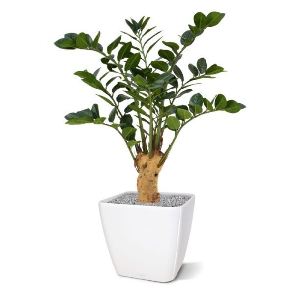 Zamioculcas 65 cm kunstplant op voet 8