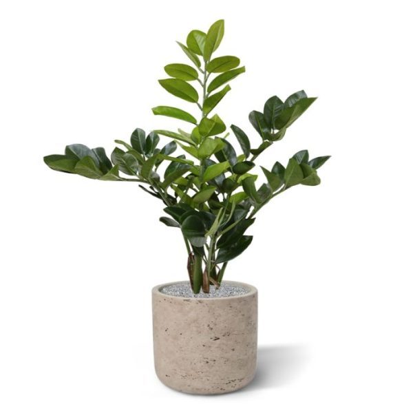 maar zeker ook op kantoor of in horeca aangelegenheden. De Zamioculcas is ongeveer 54 cm hoog