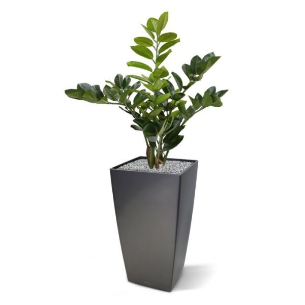 40 cm breed en opgebouwd uit 7 verschillende bladtakken. Door de plant in een lage pot te plaatsen