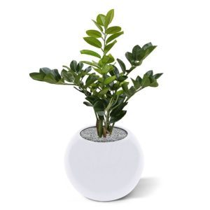 Deze Zamioculcas 55 cm kunstplant in pot is door zijn natuurgetrouwe uitstraling op vele gebieden in te zetten en zeer geschikt voor een mooie plek in huis