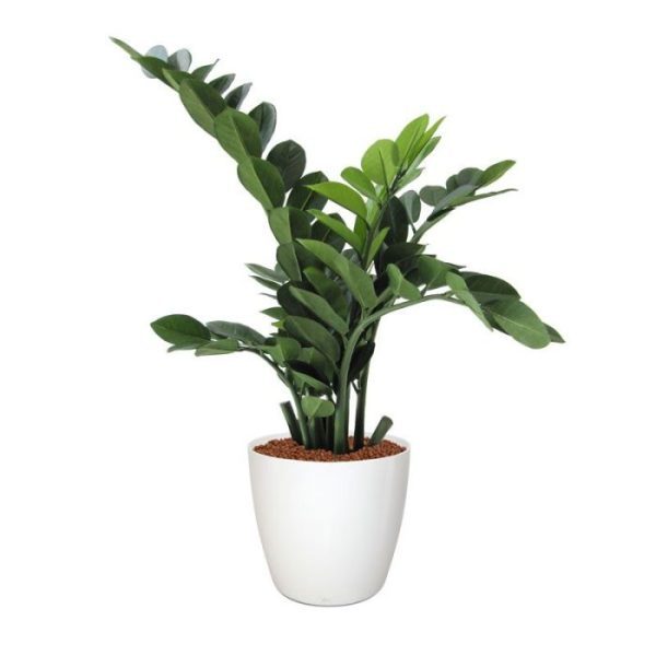 zowel thuis als op kantoor!   De zamioculcas is ongeveer 65 cm hoog en is opgebouwd uit 6 verschillende bladtakken met 2 zijscheuten. Standaard wordt de plant geleverd in een plastic pot. Door de plant in een hoge sierpot te plaatsen ontstaat een hele luxe combinatie voor op kantoor!   De afgebeelde sierpot is niet in de prijs inbegrepen