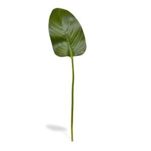 Dit Strelitzia kunstblad kunt u gebruiken als basis in kunstboeketten. Het zijden blad is gemaakt van foam en voelt daardoor bijzonder echt aan. Het blad heeft een formaat van 30 cm lang en 17 cm breed. Door de authentieke kleur en de perfect nagemaakte bladstructuur is deze kunsttak een verrijking voor elk boeket. De totale lengte van de kunststeel is ongeveer 76 cm. Vanaf 12 stuks kunt u gebruik maken van de voordeel prijs.
