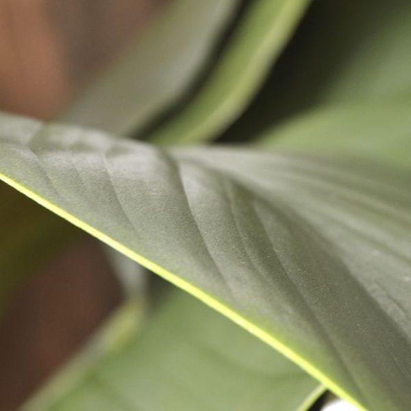Zijden-Strelitzia-blad-deluxe-75-cm-4 Zijden Strelitzia blad deluxe 75 cm 4