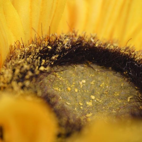 tot in detail nagemaakte bloemblaadjes en fijne haartjes in het hart