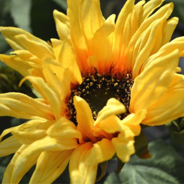 is deze zonnebloem niet van een echte te onderscheiden. De steel heeft 1 grote kunstzijden bloem van ongeveer 9 cm