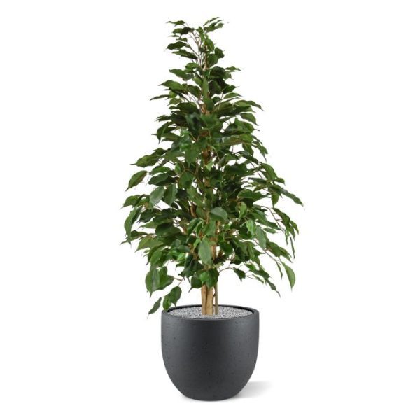 Ficus Exotica kunstplant 120cm groen 1