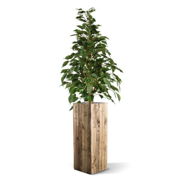 Ficus Exotica kunstplant 120cm groen 2