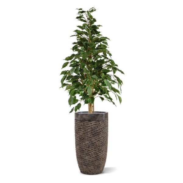 Uiterst natuurgetrouw nagemaakte kunstficus. Deze ficus is van het bladtype Exotica en door zijn speciale 3D constructie is hij haast niet van echt te onderscheiden! De bladkleur is groen en de totale hoogte is circa 120cm. De boom is zeer geschikt voor kantoren of decoratie van woonruimtes. Standaard wordt de boom geleverd in een plastic pot. De afgebeelde sierpot is tegen meerprijs leverbaar.