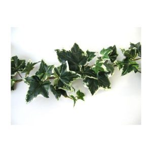 Hedera slinger van 180cm lengte. De groen bonte bladeren van deze slinger zijn van een zeer natuurgetrouwe kwaliteit