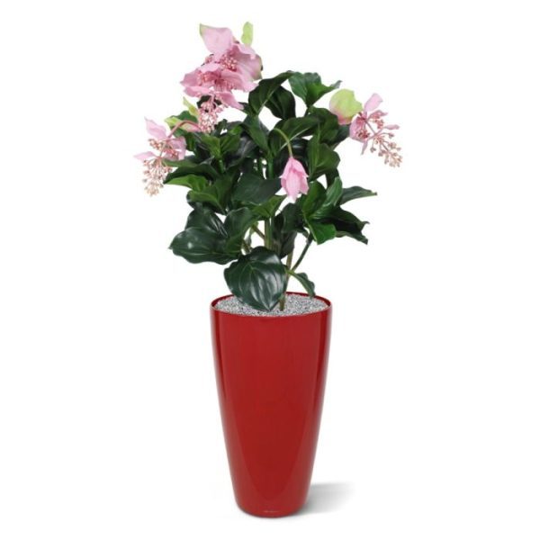 Medinella kunstplant deluxe 100 cm Deze Medinella kunstplant is gecreëerd met extra veel volume en is daardoor een lust voor het oog.   De kunstplant is opgebouwd uit fraai nagemaakte