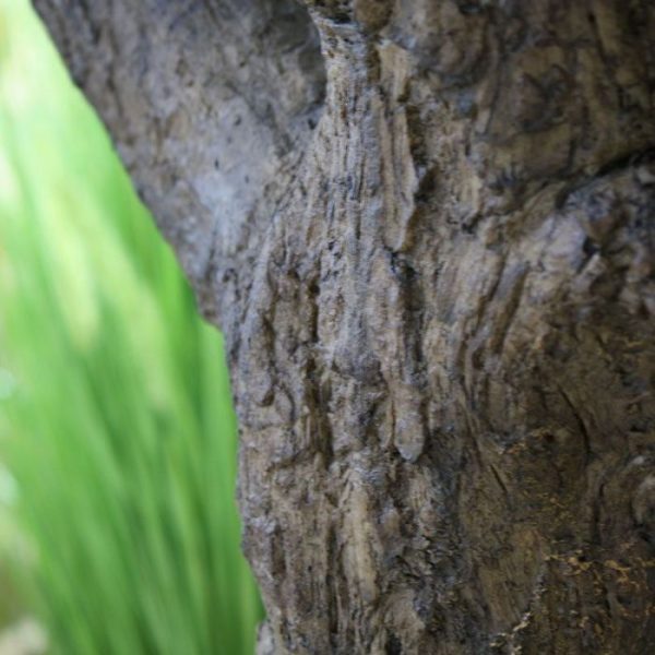 Kunstbomen welke nog verder verhoogd kan worden door de boom in een hogere plantenbak te presenteren. De diameter van de kroon is wel 200 cm.  Standaard wordt deze Olijfboom in een betonnen voet geleverd. Vanwege zijn grote afmetingen worden de takken van deze boom los verstuurd. Het opbouwen van de boom is echter zeer eenvoudig.