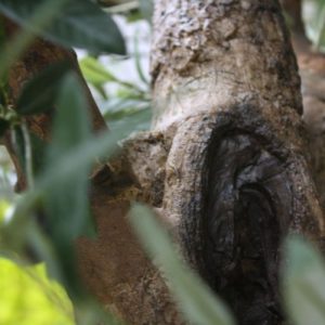 Als u op zoek bent naar een Mediteraanse eye-catcher dan is deze exclusieve zijden Olijf Giant kunstboom op Y stam de beste keuze!  De goed gevulde Olijf Giant is gemonteerd is op een speciaal nagemaakt dikke stam van polystone en heeft wel 12.648 blaadjes en zo'n 150 olijven. Een kunstboom met een ongekend natuurlijke uitstraling!  De hoogte van de boom is ongeveer 270 cm