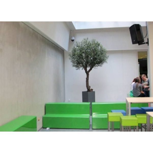 Olijfboom-Giant-270-cm-Y-stam-5 Olijfboom Giant 270 cm Y stam 5