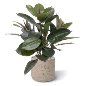 Als u op zoek bent naar een mooie groene bladplant voor de vensterbank of op de kast dan is deze Philodendron absoluut een aanrader.   De hoogte van de plant is ongeveer 50 cm