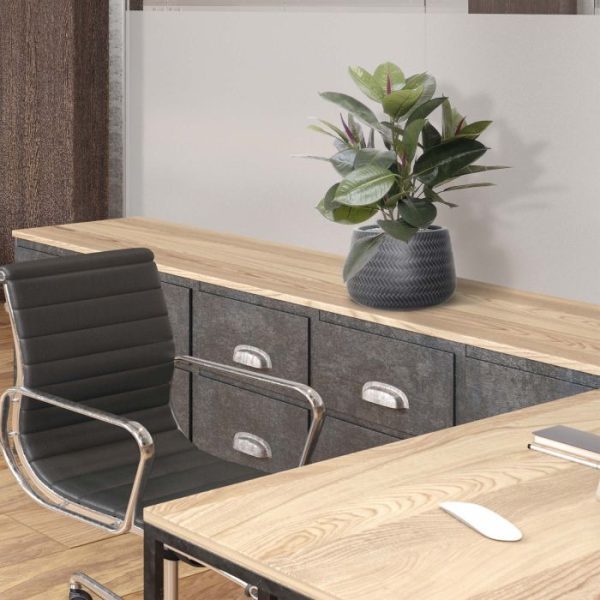 Philodendron Windowplant 50cm in pot 6