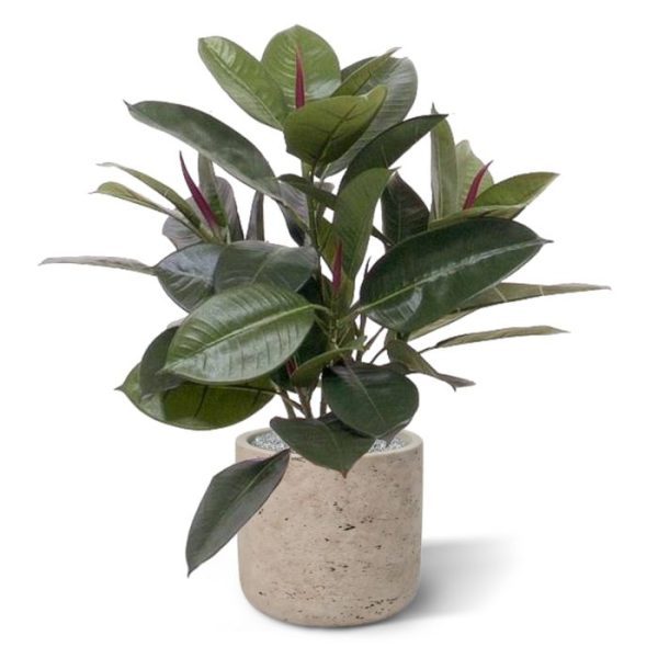 Als u op zoek bent naar een mooie groene bladplant voor de vensterbank of op de kast dan is deze Philodendron absoluut een aanrader.   De hoogte van de plant is ongeveer 50 cm