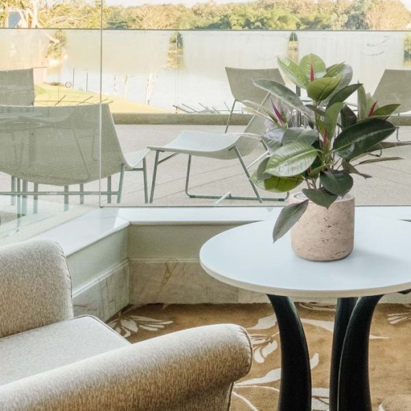 Philodendron Windowplant 50cm in pot 7