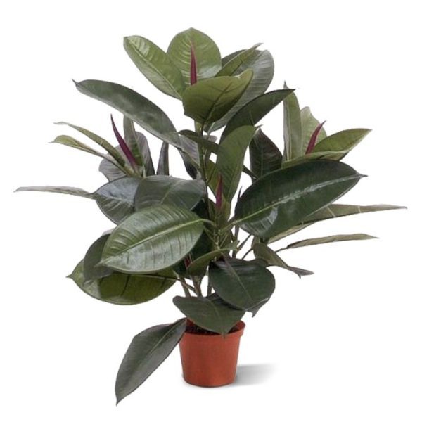 Philodendron Windowplant 50cm in pot 9