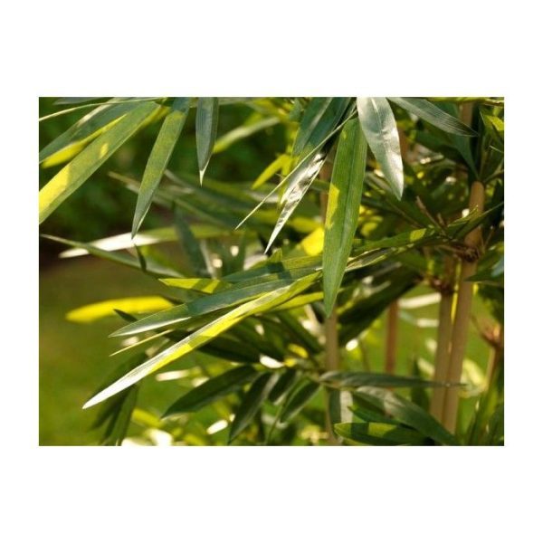 Bamboe-150-cm-FR-3 Bamboe 150 cm FR 3