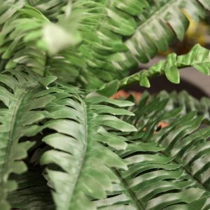 Een van de meest bekende soorten groene kunstplanten is zonder meer de Boston Varen. Deze luxe kunstplant heeft een diameter van ongeveer 50 cm op het breedste punt en is ongeveer 40 cm hoog